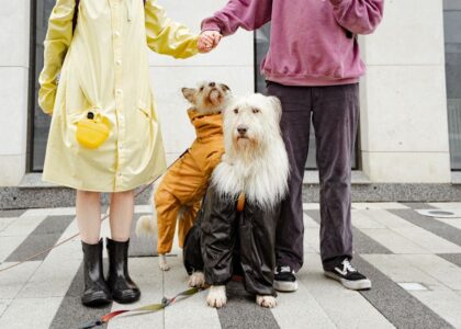Two people holding hands with three dogs in colorful raincoats outdoors.