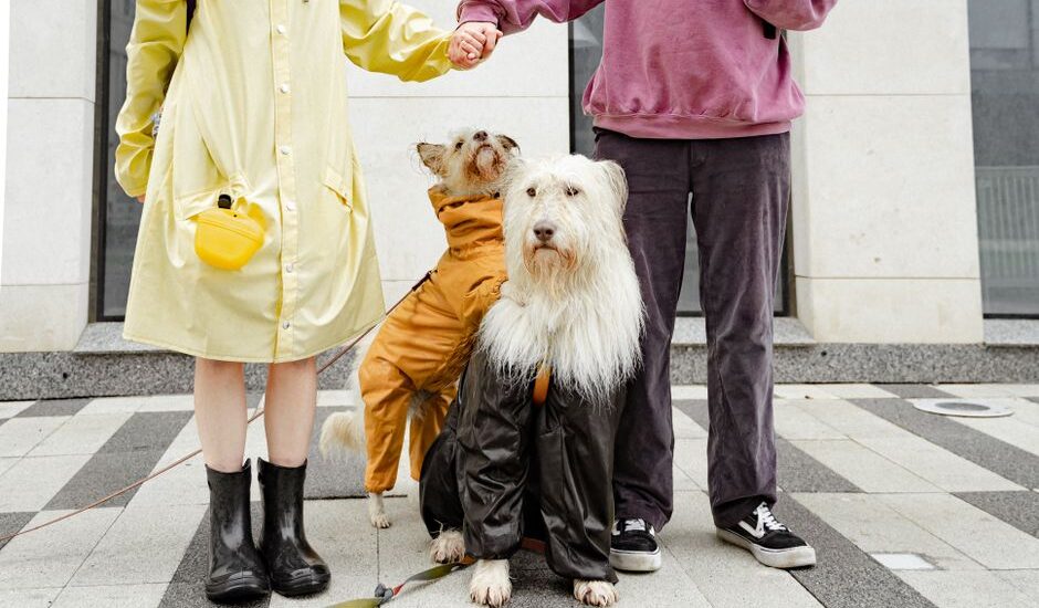 Two people holding hands with three dogs in colorful raincoats outdoors.