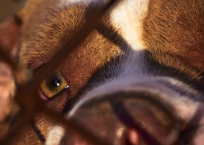 A close-up of a dog's eye showing discharge, relating to causes of dog eye discharge.