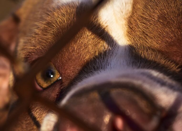A close-up of a dog's eye showing discharge, relating to causes of dog eye discharge.