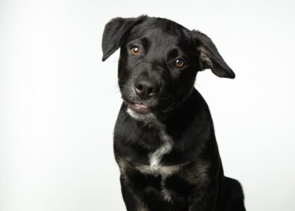 A black dog with a head tilt, illustrating the topic of head tilting in dogs.