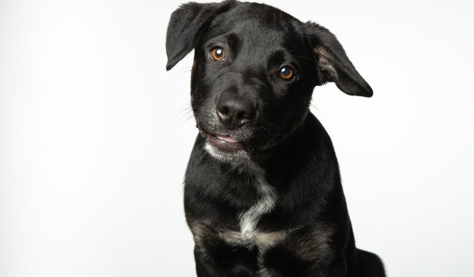 A black dog with a head tilt, illustrating the topic of head tilting in dogs.