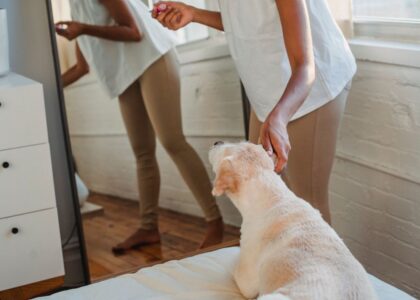 A dog looks at its owner in a mirror, illustrating why dogs don't recognize themselves.