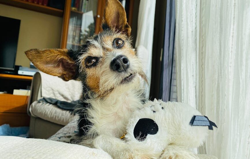 A dog lying on a couch with a toy, illustrating potential scooting behavior.