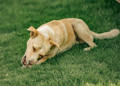 A dog chewing grass, illustrating the behavior of dogs eating grass as discussed in the article.