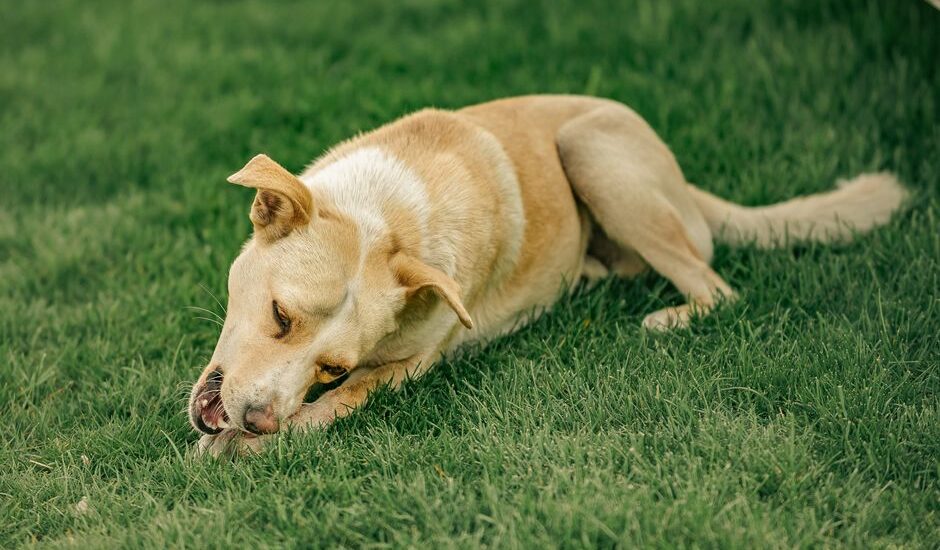 A dog chewing grass, illustrating the behavior of dogs eating grass as discussed in the article.