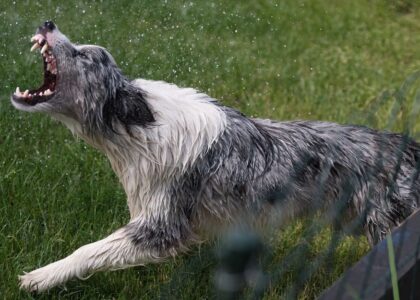 A wet dog shaking off water, illustrating the zoomies phenomenon after a bath.