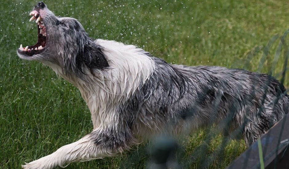 A wet dog shaking off water, illustrating the zoomies phenomenon after a bath.
