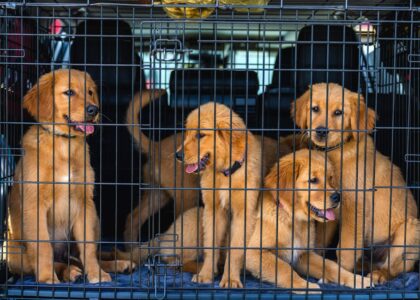 Four golden retrievers inside a wire crate, illustrating the wire vs plastic crate debate.