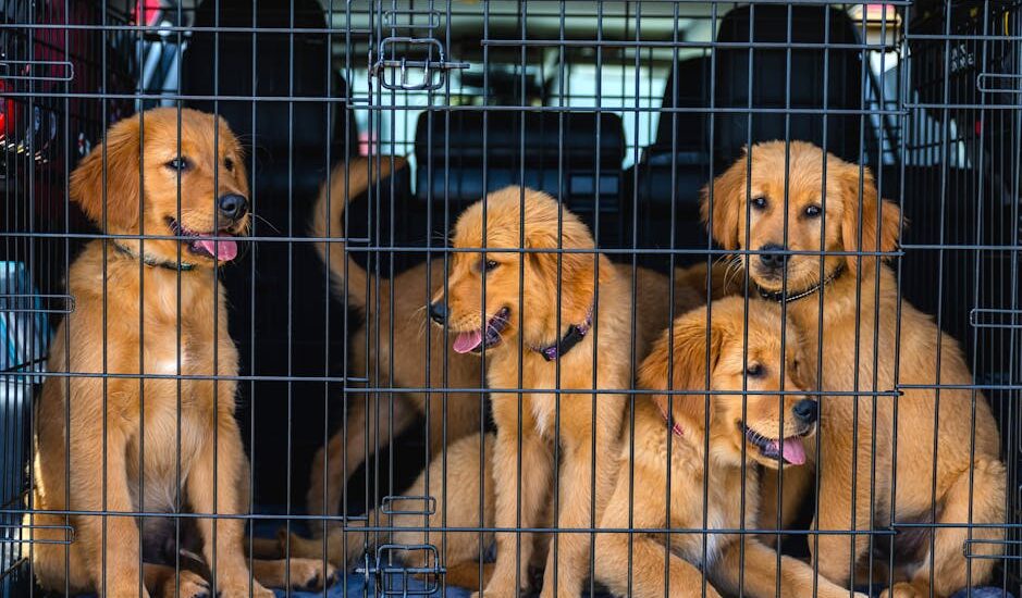 Four golden retrievers inside a wire crate, illustrating the wire vs plastic crate debate.