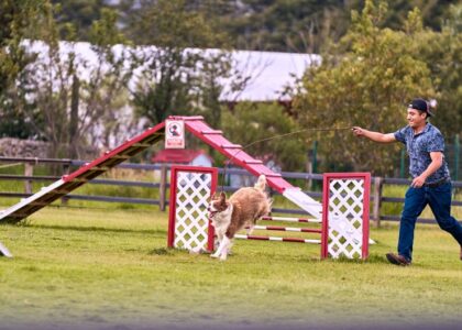A person guides a dog through an agility course, illustrating agility starter kits for dogs.