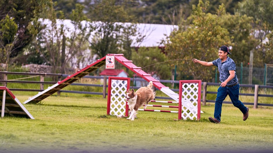 A person guides a dog through an agility course, illustrating agility starter kits for dogs.