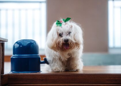 A small dog stands near an elevated bowl, relating to elevated dog bowls for small dogs.