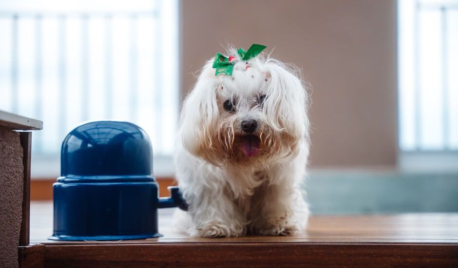 A small dog stands near an elevated bowl, relating to elevated dog bowls for small dogs.