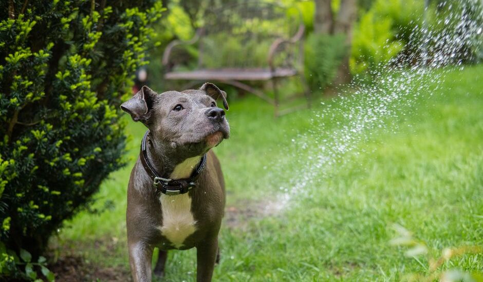 A dog in a garden being sprayed with a calming solution, related to calming sprays for dogs.
