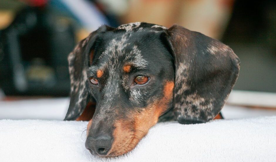 A dachshund resting its head on a soft surface, relevant to dog heating pads for arthritis.