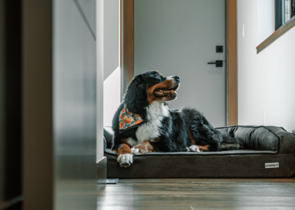 A dog resting on a heating pad in a cozy indoor setting, illustrating the benefits of dog heating pads.