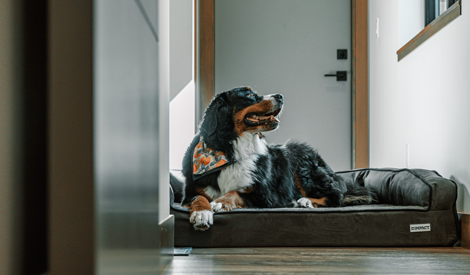 A dog resting on a heating pad in a cozy indoor setting, illustrating the benefits of dog heating pads.