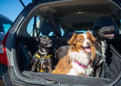 Three dogs in a car trunk wearing seat belt harnesses, highlighting safety for pets.