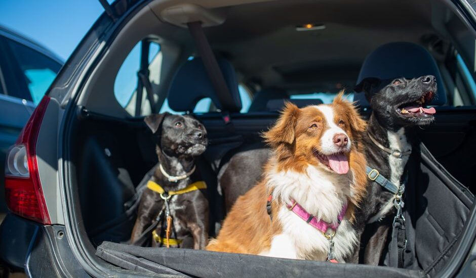 Three dogs in a car trunk wearing seat belt harnesses, highlighting safety for pets.