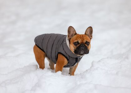 A French Bulldog wearing a gray winter coat stands in the snow, illustrating the best dog winter coats.