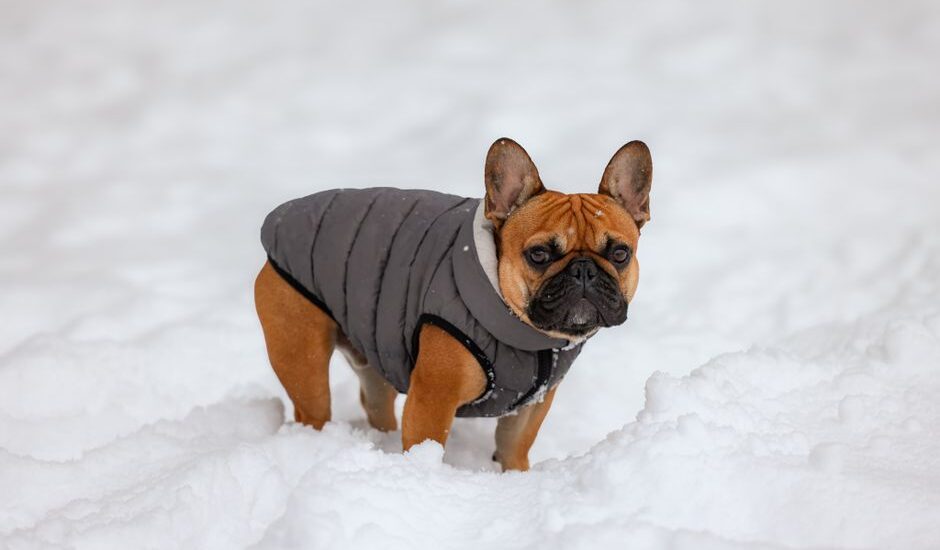 A French Bulldog wearing a gray winter coat stands in the snow, illustrating the best dog winter coats.