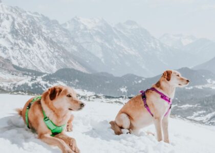 Two dogs wearing no-pull harnesses sit in the snow, showcasing effective training gear.