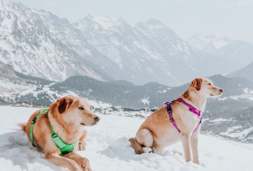 Two dogs wearing no-pull harnesses sit in the snow, showcasing effective training gear.