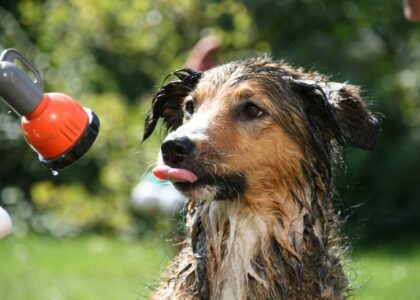 A wet dog with its tongue out, being bathed using a portable dog shower.