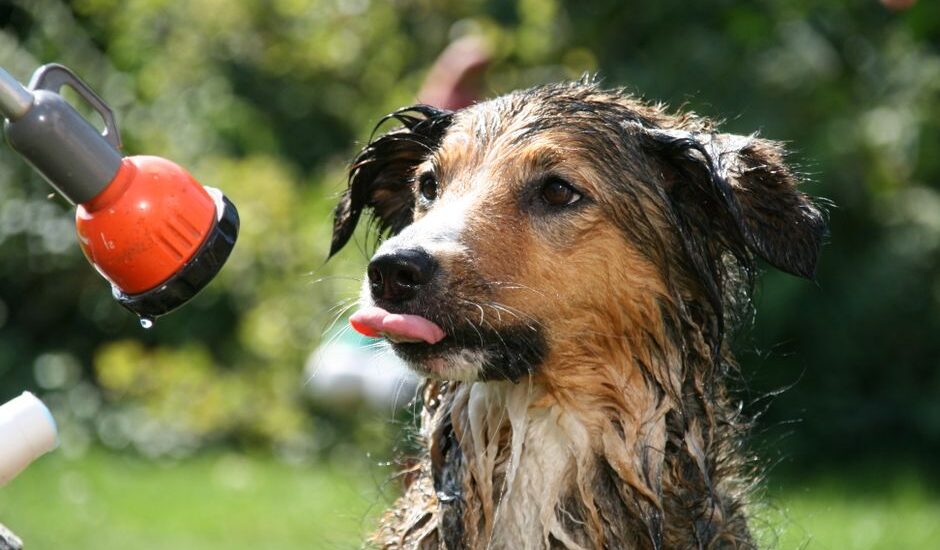 A wet dog with its tongue out, being bathed using a portable dog shower.