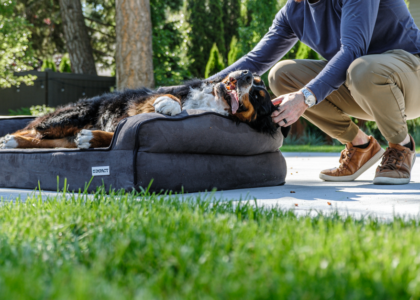 A person pets a dog on a chew-resistant bed, illustrating durable options for crates.