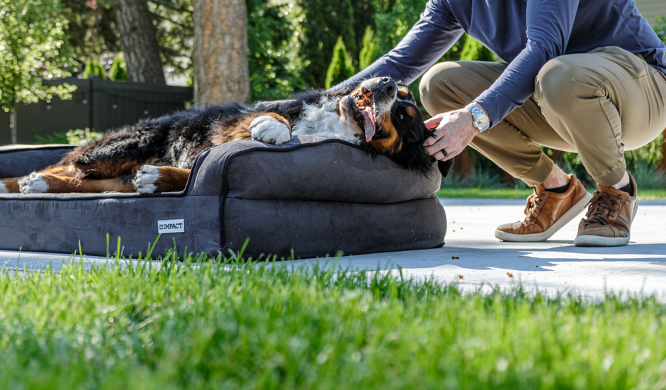 A person pets a dog on a chew-resistant bed, illustrating durable options for crates.