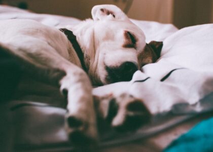 A sleeping dog on a bed, illustrating the concept of whether dogs dream.