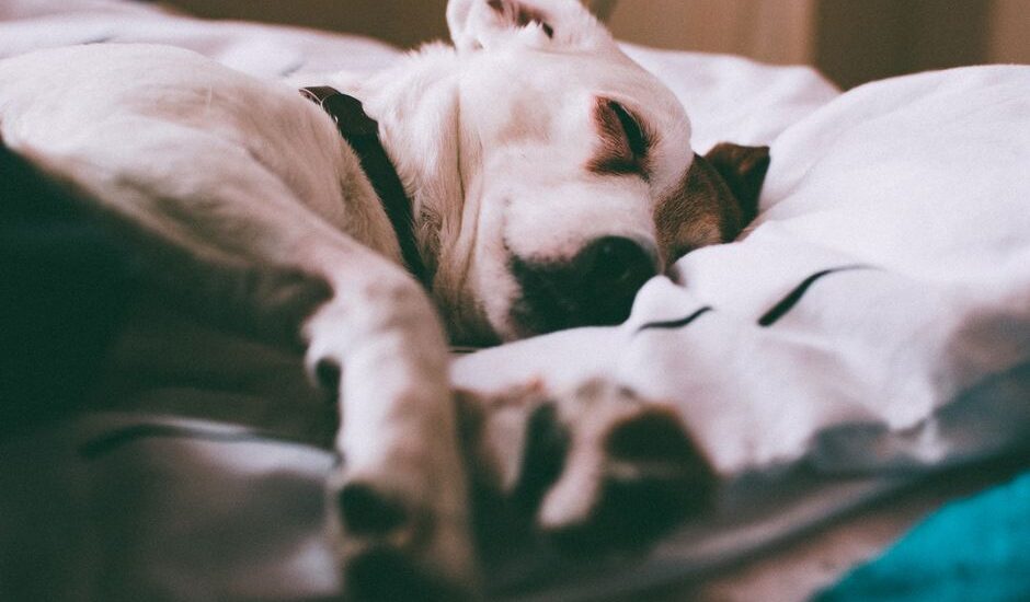 A sleeping dog on a bed, illustrating the concept of whether dogs dream.