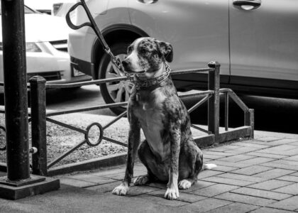 A dog sits patiently by a parked car, relating to dog car ramp reviews.