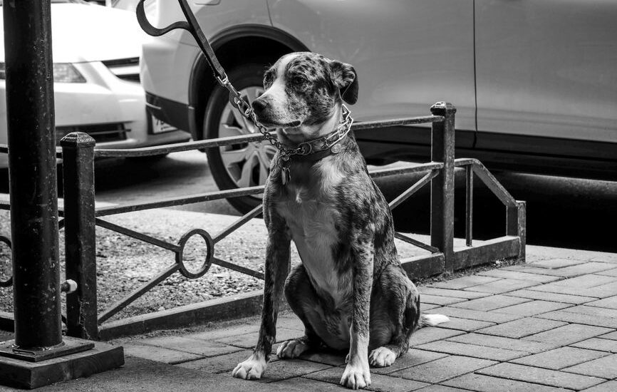 A dog sits patiently by a parked car, relating to dog car ramp reviews.