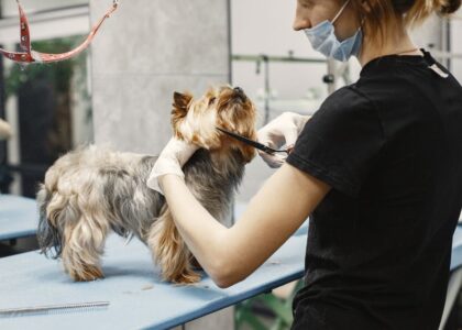 A groomer uses scissors on a small dog while reviewing grooming scissors.