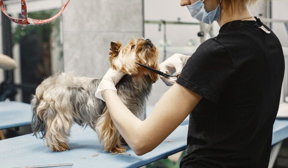 A groomer uses scissors on a small dog while reviewing grooming scissors.
