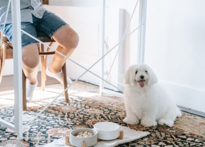 A fluffy dog sits near its food bowls while a person sits nearby, illustrating food guarding behavior.