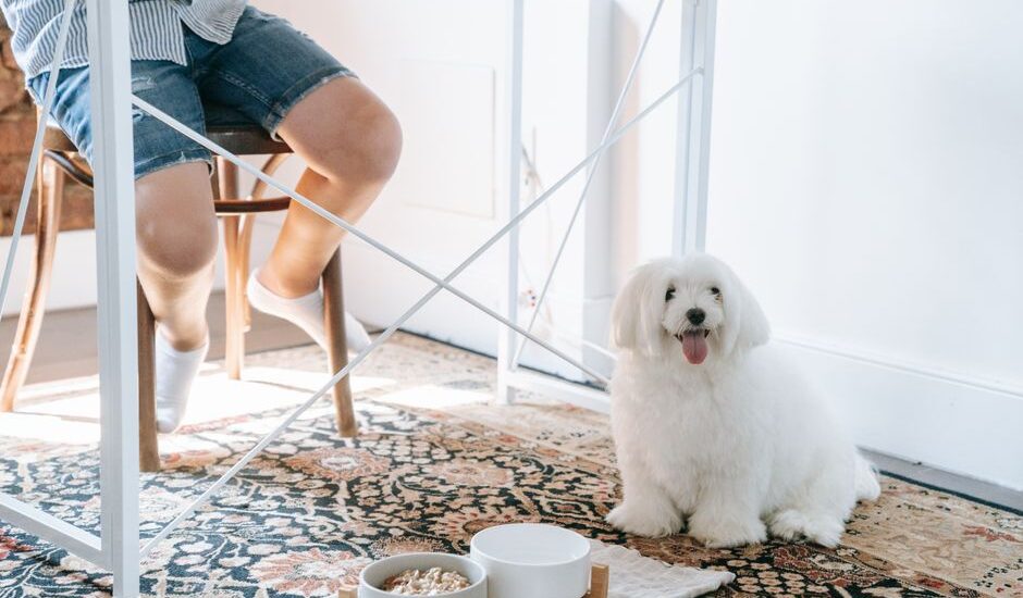 A fluffy dog sits near its food bowls while a person sits nearby, illustrating food guarding behavior.