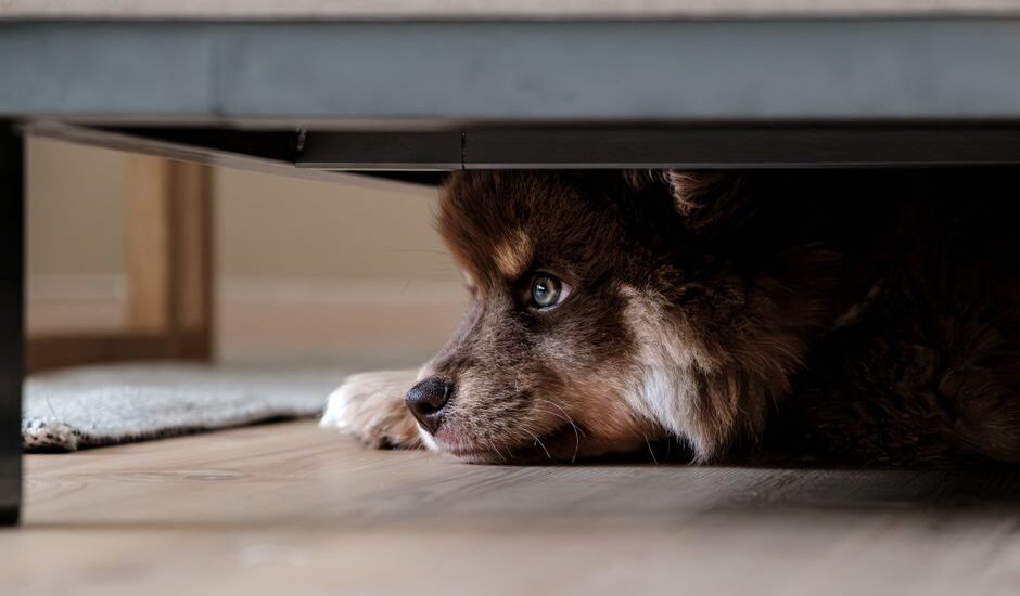 A dog resting under a bed, illustrating why dogs sleep in hidden spaces.