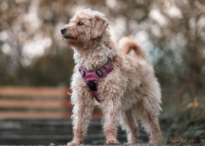 A dog wearing a front clip harness stands outdoors, illustrating harness types.
