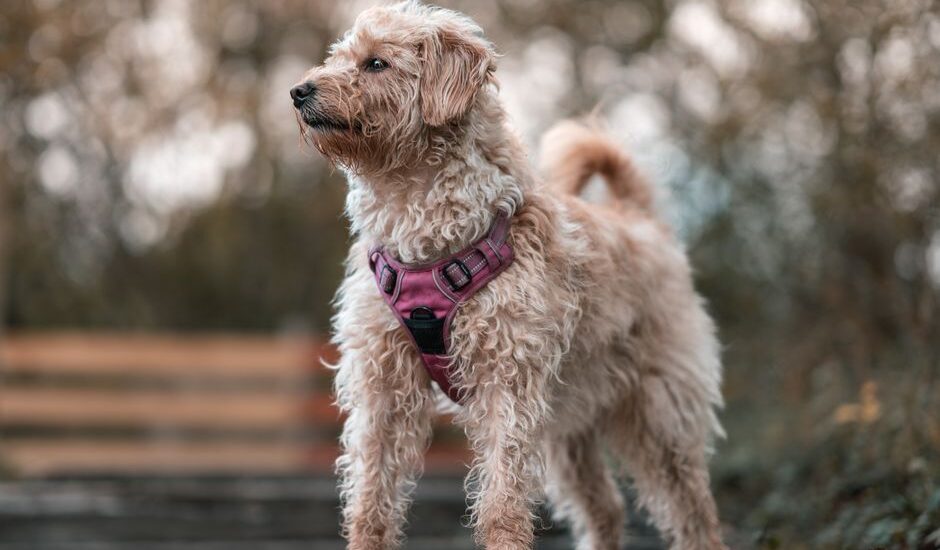 A dog wearing a front clip harness stands outdoors, illustrating harness types.