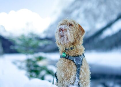A dog wearing a no-pull harness stands in a snowy landscape, illustrating how these harnesses work.