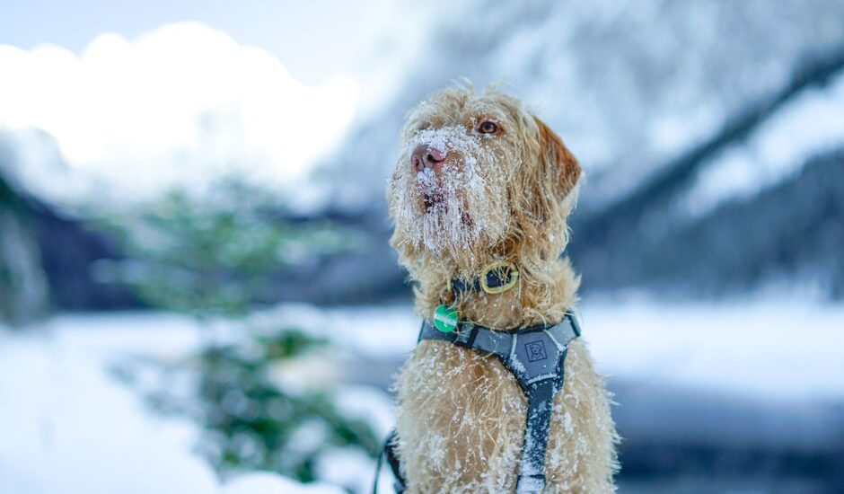 A dog wearing a no-pull harness stands in a snowy landscape, illustrating how these harnesses work.