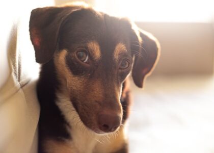 A calm dog sitting on a couch, illustrating desensitization to loud noises.