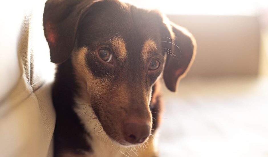 A calm dog sitting on a couch, illustrating desensitization to loud noises.