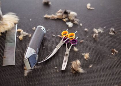 Grooming scissors and clippers on a table with pet hair, illustrating how to disinfect grooming scissors.