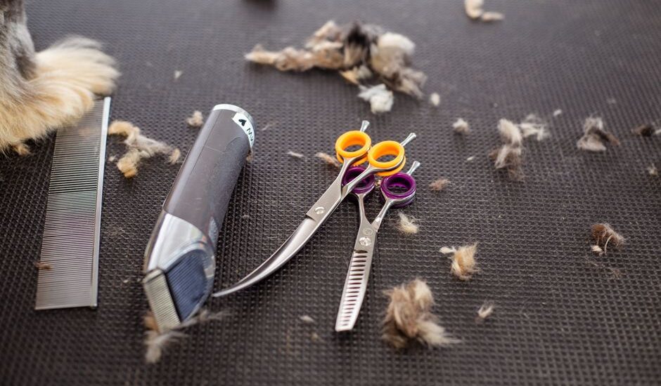Grooming scissors and clippers on a table with pet hair, illustrating how to disinfect grooming scissors.