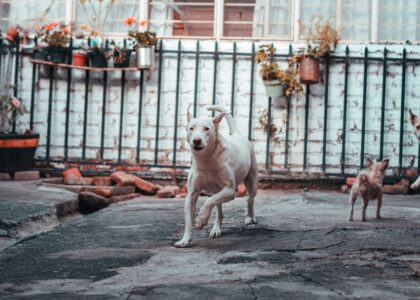 A white dog and a small dog play in a yard, illustrating a dog-friendly outdoor area.